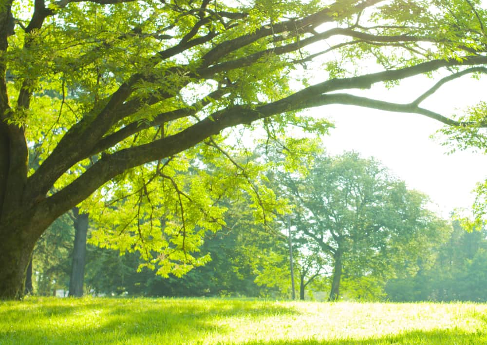 クワバラ・パンぷキンのご案内02